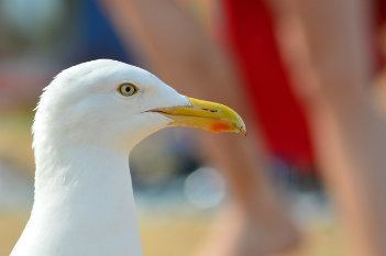 Seagull