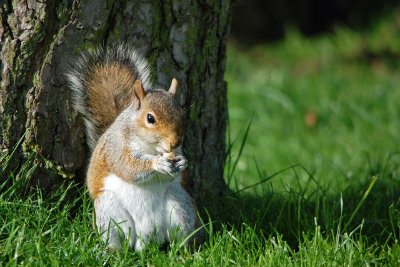 Squirrel eating nut