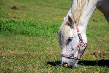 Horse eating grass