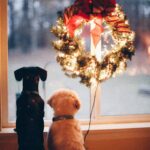 Christmas Trees: A Survival Guide for Clumsy Pet Owners